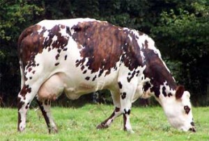 vache_normande_ss